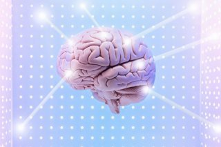 Cerveau